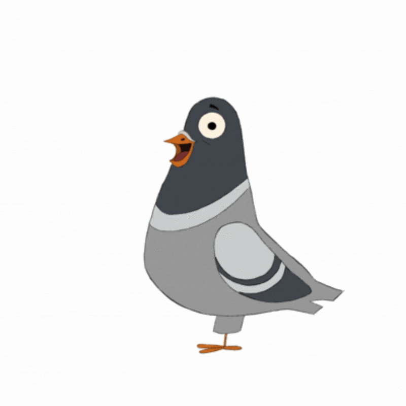 pigeon